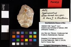 Foto (Objket + Etiketten) von Decapoda indet. 